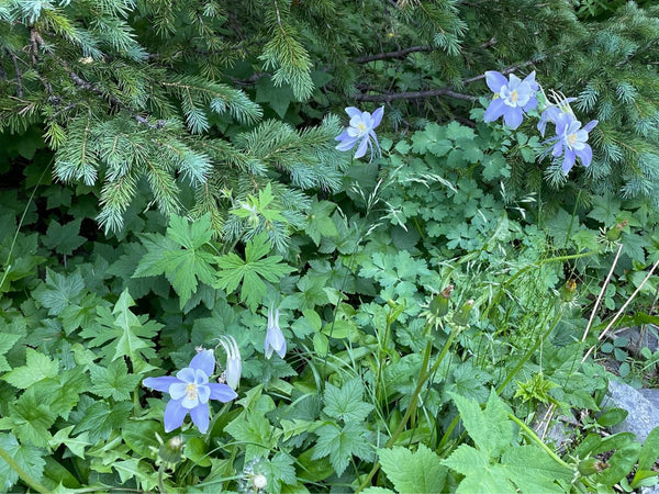 A field of columbine flowers