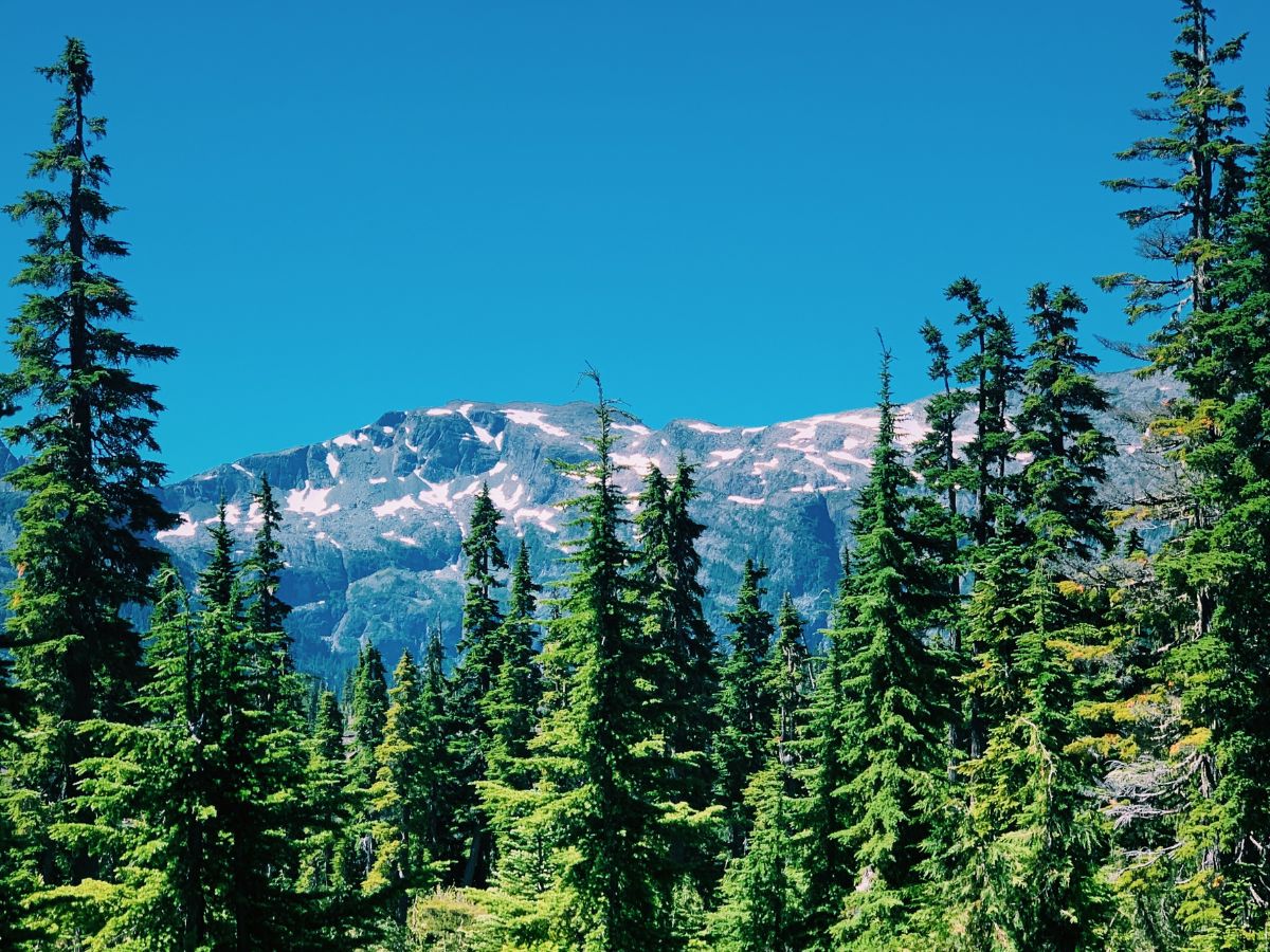 Forested landscape with snow-capped mountains in the distance